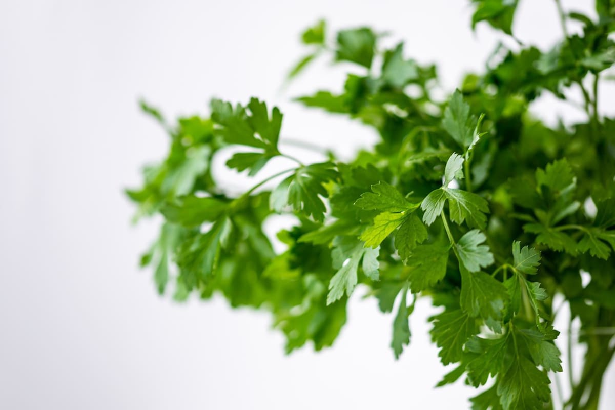 Trucos para mantener el perejil fresco