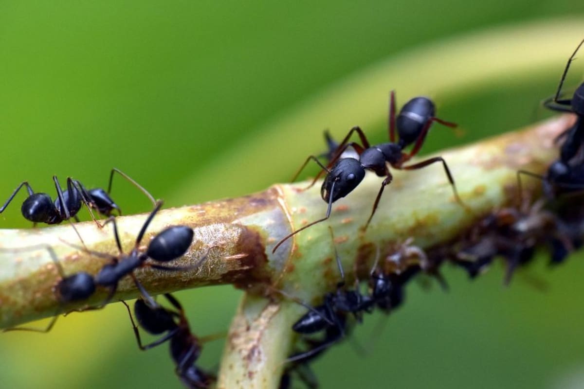 Trucos sencillos para evitar que las hormigas se coman las plantas
