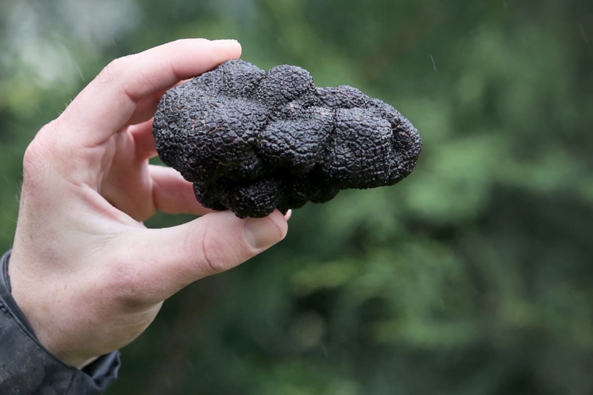 Trufas