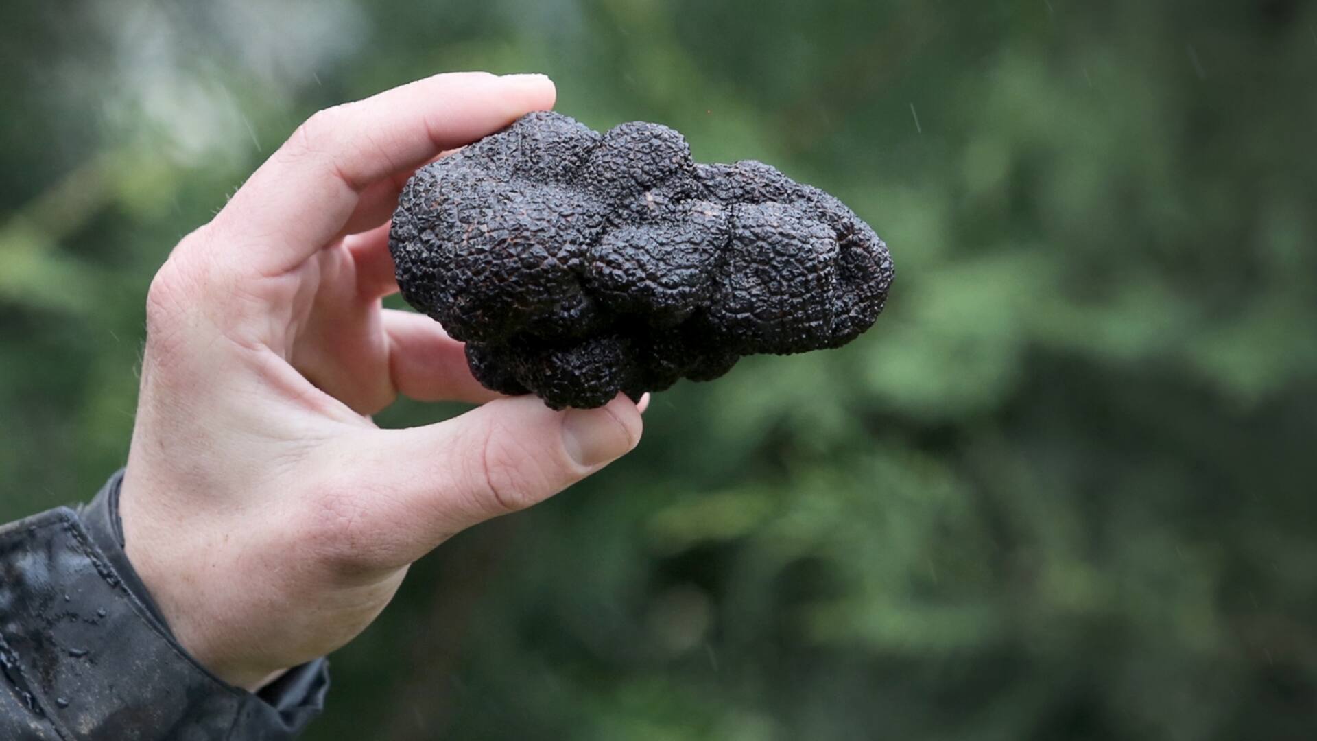 Trufas