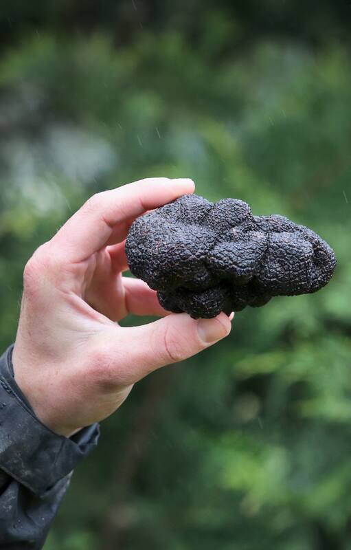 Trufas