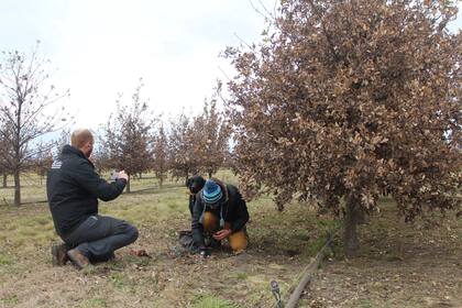 El campo de Trufas del Nuevo Mundo tiene 20 mil robles, encinas y algunos avellanos