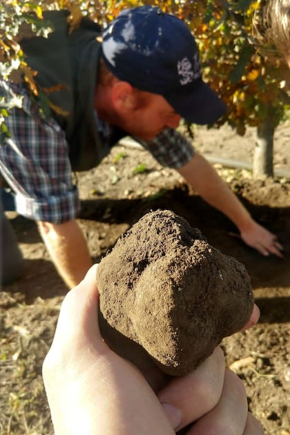La cacería de trufas se realiza con perros entrenados para marcar el lugar donde sacar la trufa, que crece bajo tierra