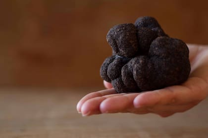 Las trufas se utilizan crudas, cocidas, ralladas, en láminas, en caldo o convertidas en esencia