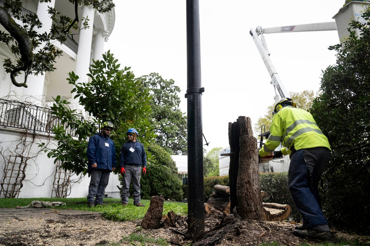 Trump ayudará a plantar árbol en la Casa Blanca para reemplazar otro que se deterioró