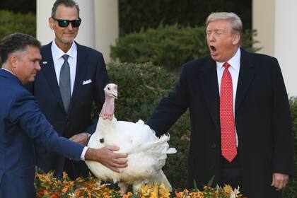 Trump, en el tradicional perdón a un pavo por el día de Acción de Gracias