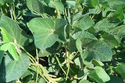 Trump y Xi se reunirán en cuatro semanas, hablarán sobre soja