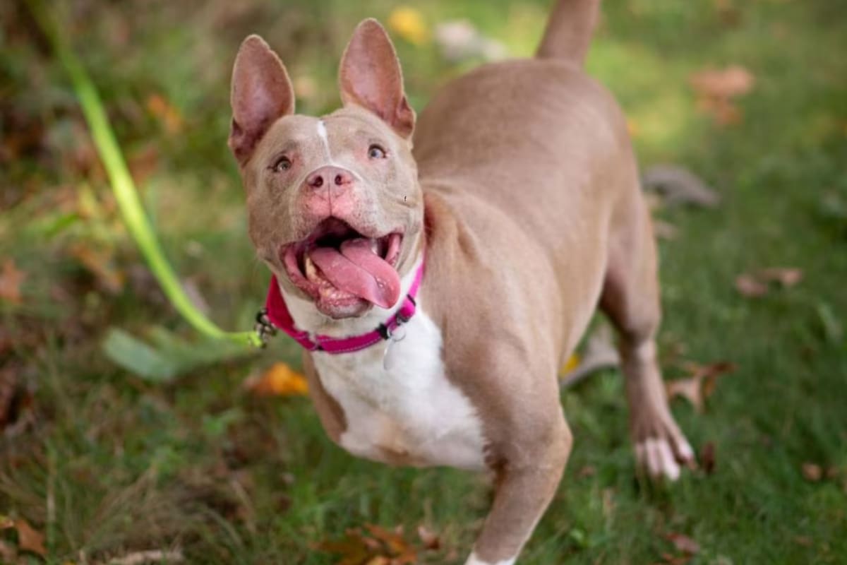 Tryla, la perrita que pudo mejorar su calidad de vida gracias a una estudiante de robótica