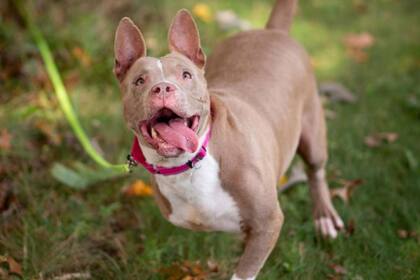 Tryla, la perrita que pudo mejorar su calidad de vida gracias a una estudiante de robótica