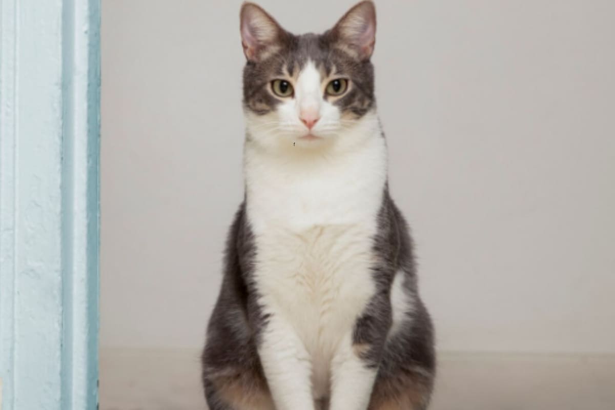 ¿Tu gato perdió la voz? Estas soluciones caseras pueden ayudarlo