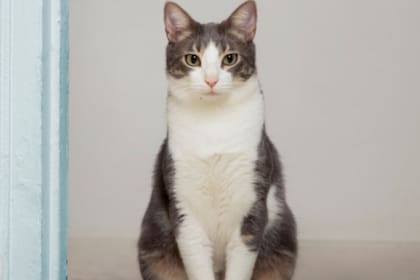 ¿Tu gato perdió la voz? Estas soluciones caseras pueden ayudarlo