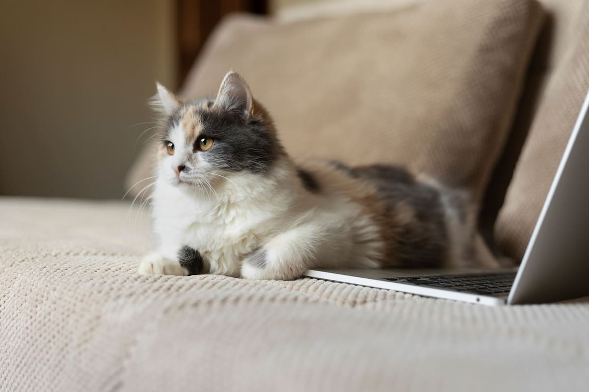 ¿Tu gato se acuesta sobre la computadora? Los veterinarios explican qué está reclamando (Foto: Freepik)