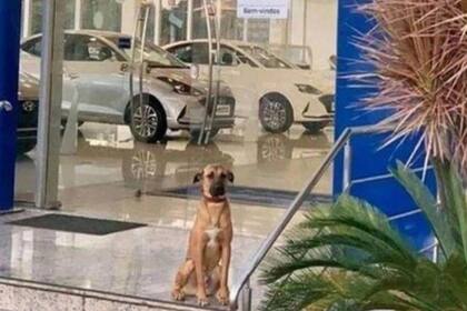 Tucson, en la puerta de la concesionario donde ahora "trabaja"