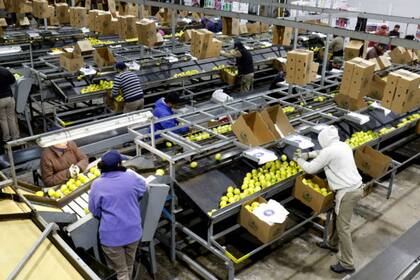 Tucumán concentra casi el 80% de la producción