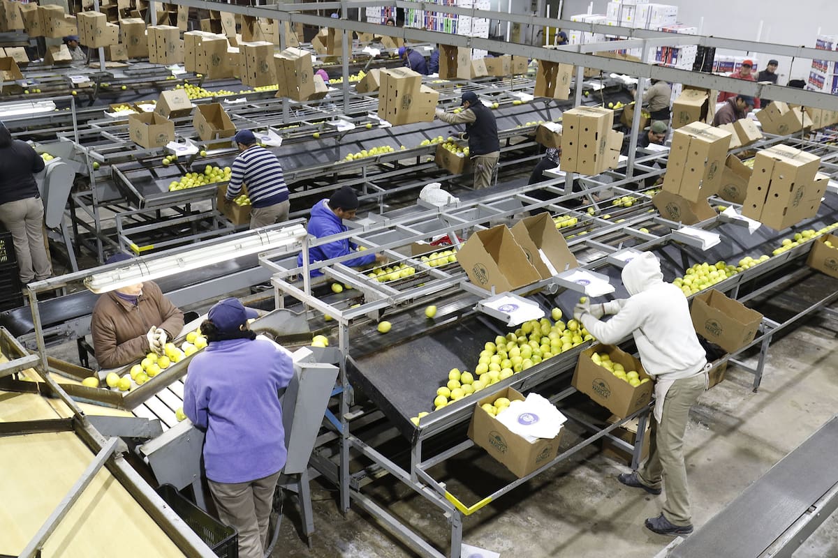TUCUMAN LIMON PRODUCCION DE COSECHA PACKING DE PABLO PADILLA
empaque