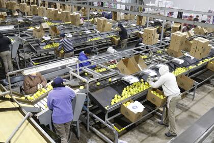 TUCUMAN LIMON PRODUCCION DE COSECHA PACKING DE PABLO PADILLA
empaque