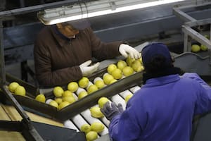 TUCUMAN LIMON PRODUCCION DE COSECHA PACKING DE PABLO PADILLA
