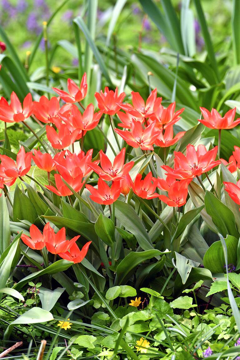 Tulipa greigii (Greig tulip), species of tulip