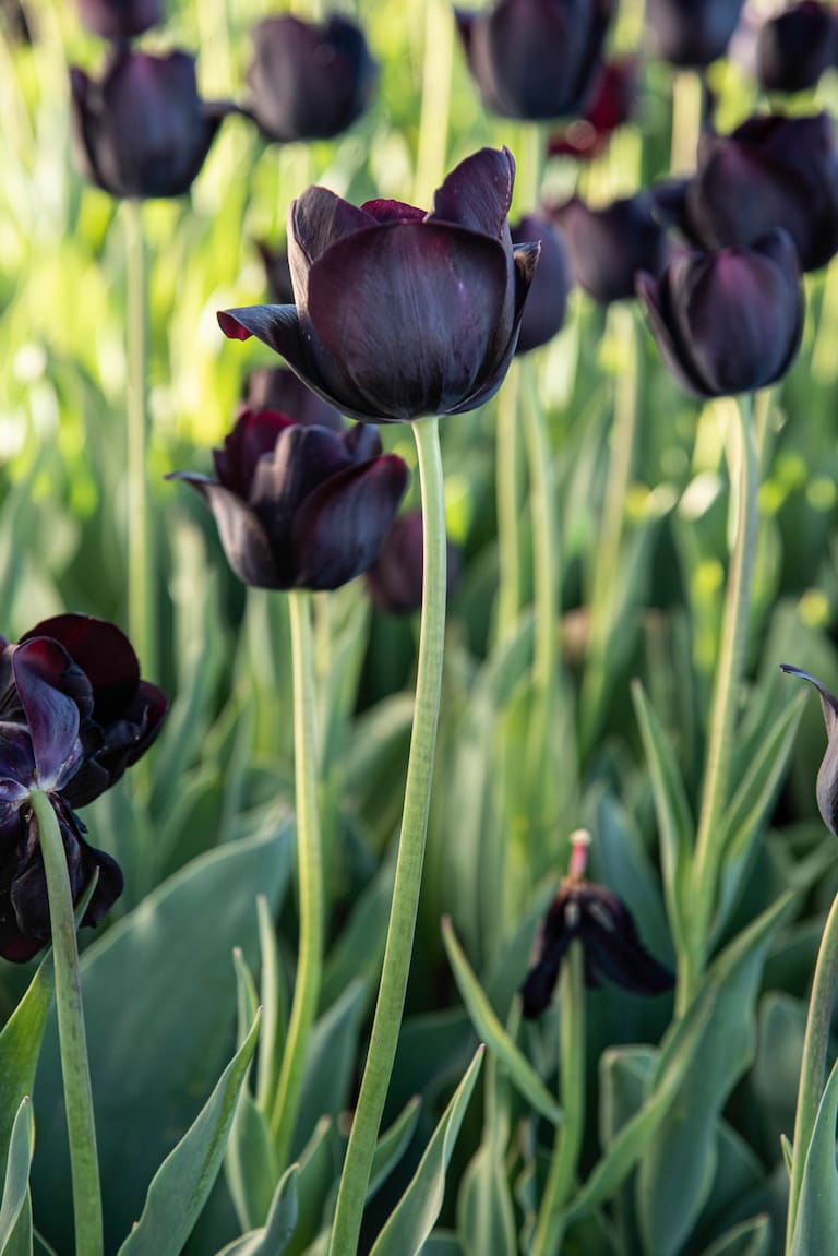 tulipán del grupo Triumph