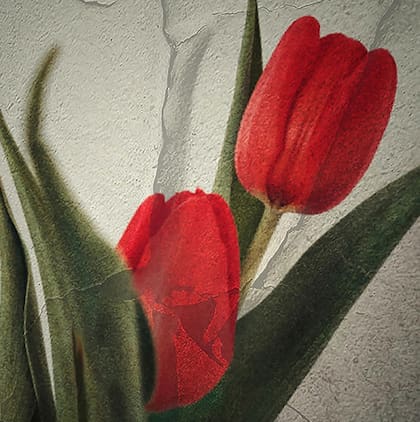 Tulipanes de papel en la mirada del fotógrafo y diseñador