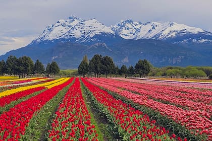 Tulipanes en Trevelin
