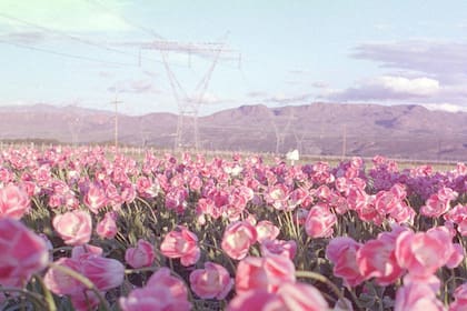 Tulipanes en Trevelin, Chubut