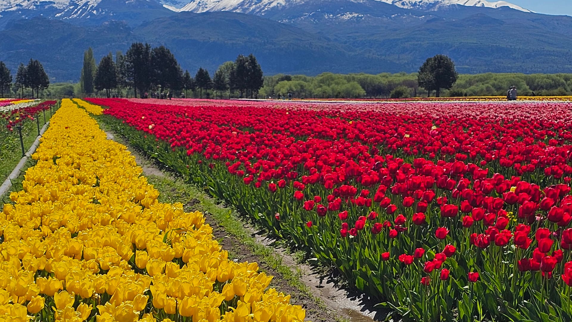 Tulipanes Patagonia, la increíble plantación de tres hectáreas en Trevelin