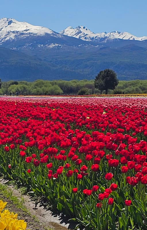 Tulipanes Patagonia, la increíble plantación de tres hectáreas en Trevelin
