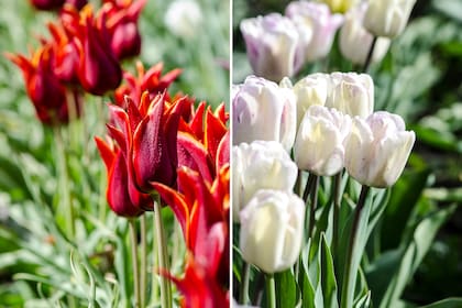 Tulipanes rojos y blancos, algunas de las variedades que se cultivan en Chacra Danubio, en la península San Pedro, muy cerca del Nahuel Huapi