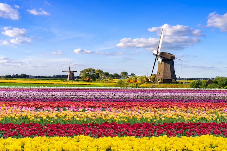 Tulips and Windmill in the Netherlands