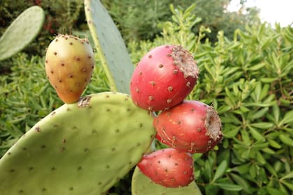 La patología que indica que no deben comer tunas