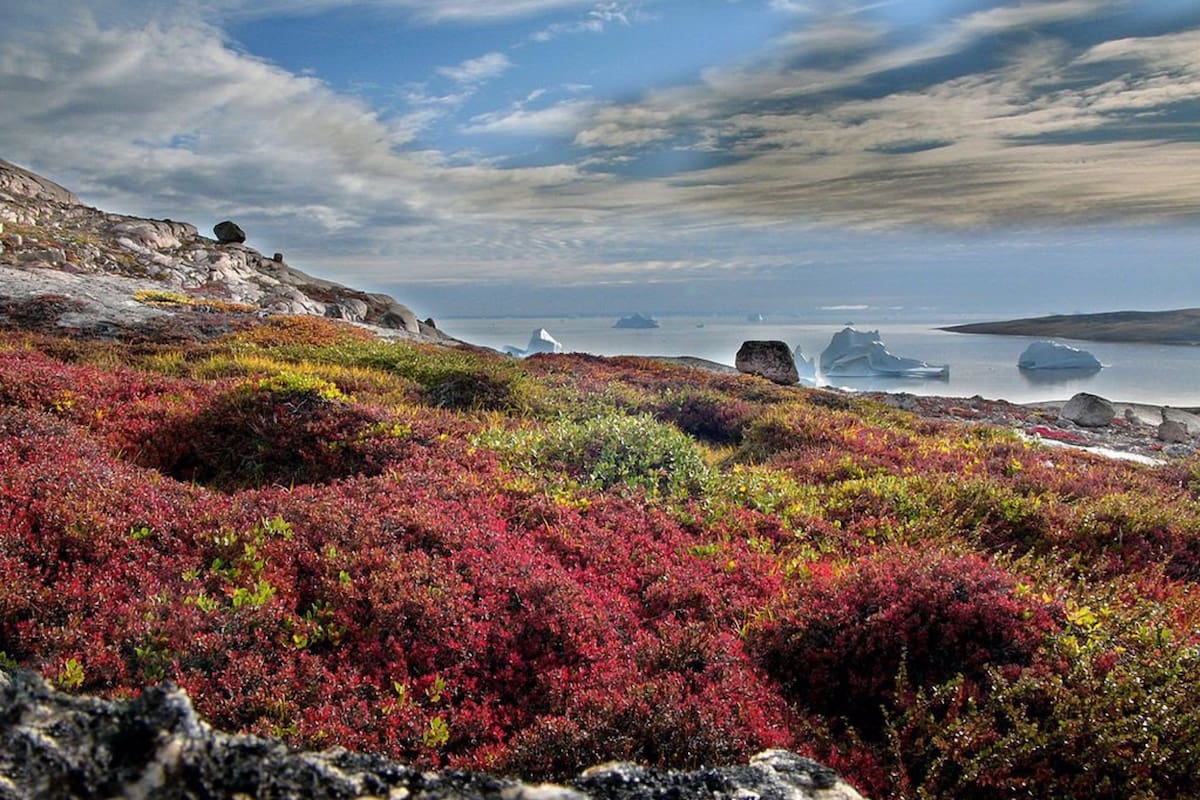 Tundra en Groenlandia