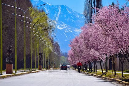 Tupungato, Mendoza.