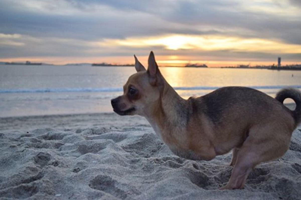 TurboRoo es un perrito que tiene miles de seguidores en las redes, le faltan sus dos patas delanteras pero usa carritos de todos los tamaños para movilizarse.