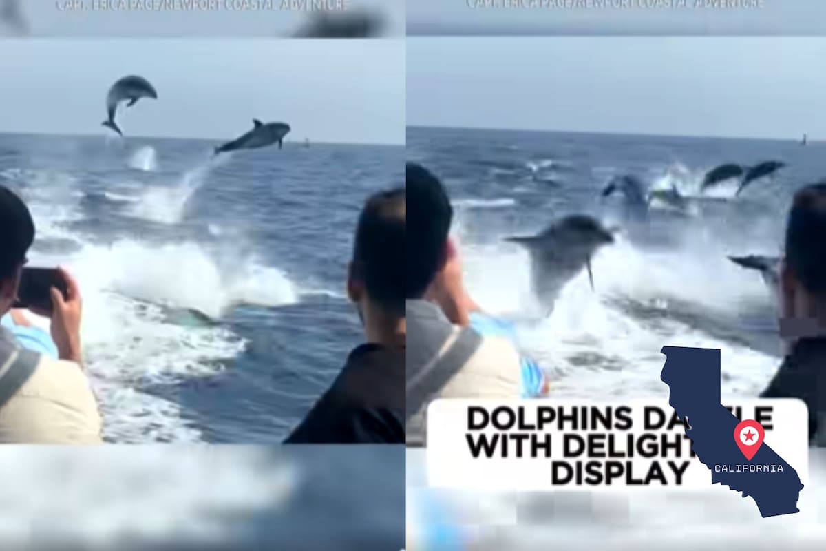 Turistas captan el comportamiento inusual de una manada de delfines en California (Web/ABC News)