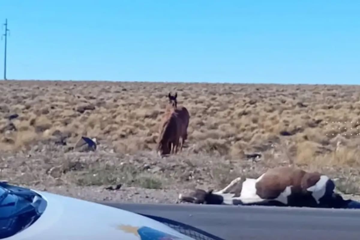 Turistas chilenos atropellaron, mataron a un caballo y escaparon en una ruta patagónica.