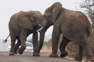 Turistas grabaron una impresionante lucha entre dos elefantes