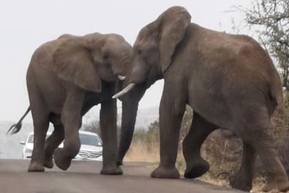Turistas grabaron una impresionante lucha entre dos elefantes