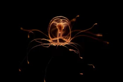 Turritopsis dohrnii, la medusa "inmortal"