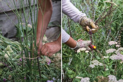 Tutorar las herbáceas perennes para que no caigan por el peso de las flores. En el caso de la poda, es importante tener en cuenta la época de floración: hacerlo en el momento equivocado puede hacer que al año siguiente la planta no florezca.