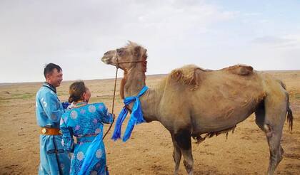 Tuvo que caminar cerca de 100 kilómetros a través del desierto, pero pudo volver a vivir con sus criadores (WeChat)