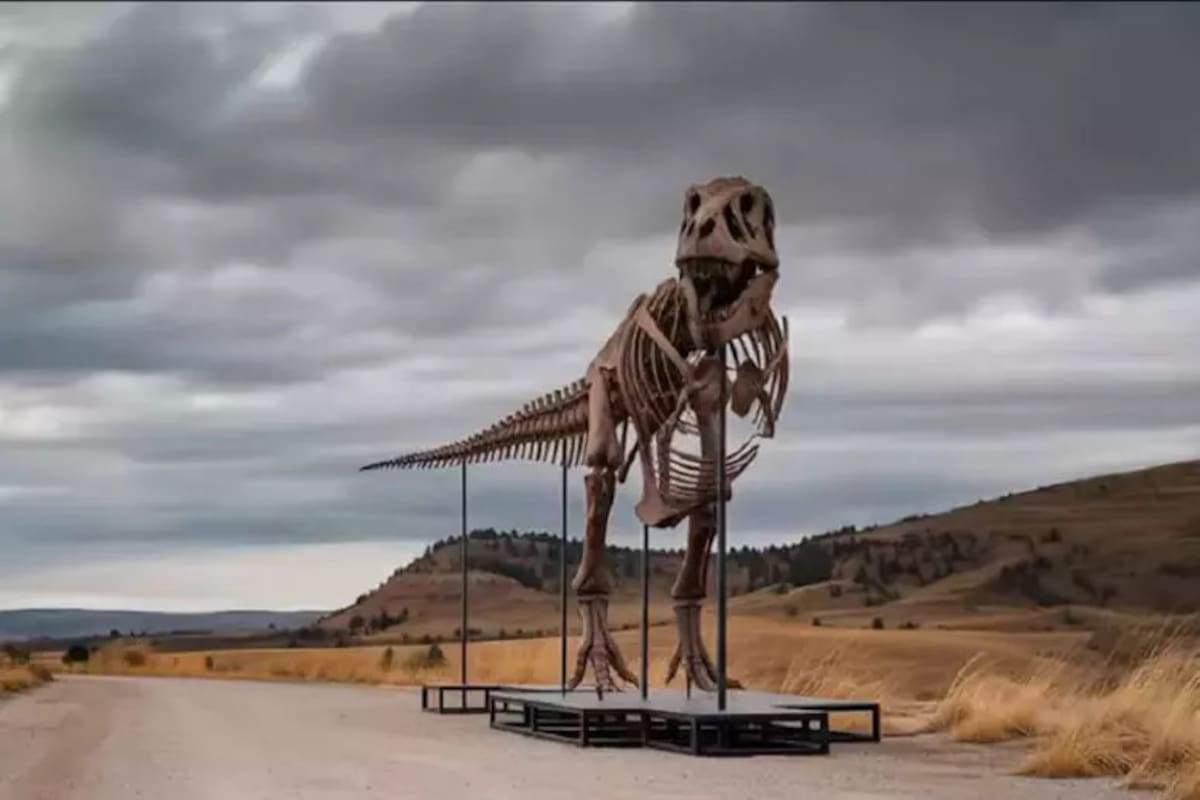 Tyrannosaurus rex