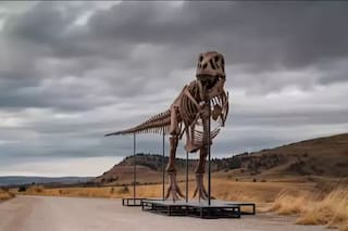 Vendieron a "Gus", uno de los esqueletos de Tyrannosaurus rex más grandes y completos del mundo