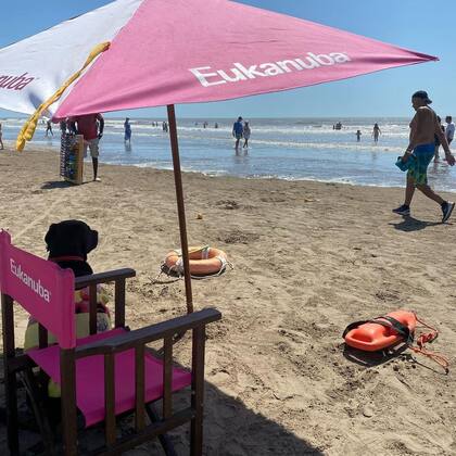 Tyrone en la playa Cartoon de Eukanuba, en Pinamar.