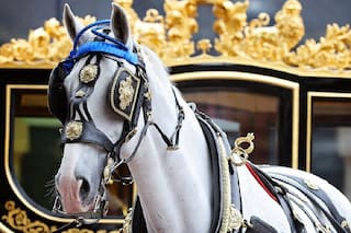 La familia real británica anunció el retiro de uno de los caballos de la reina Isabel II