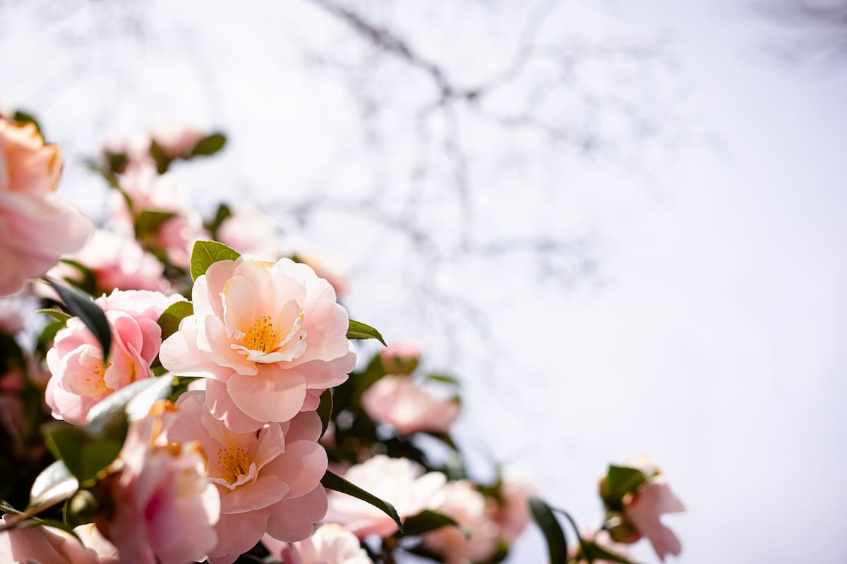 Ubicadas cerca de accesos o ventanas, las flores de invierno aportan la dosis de color y perfume que el jardín necesita