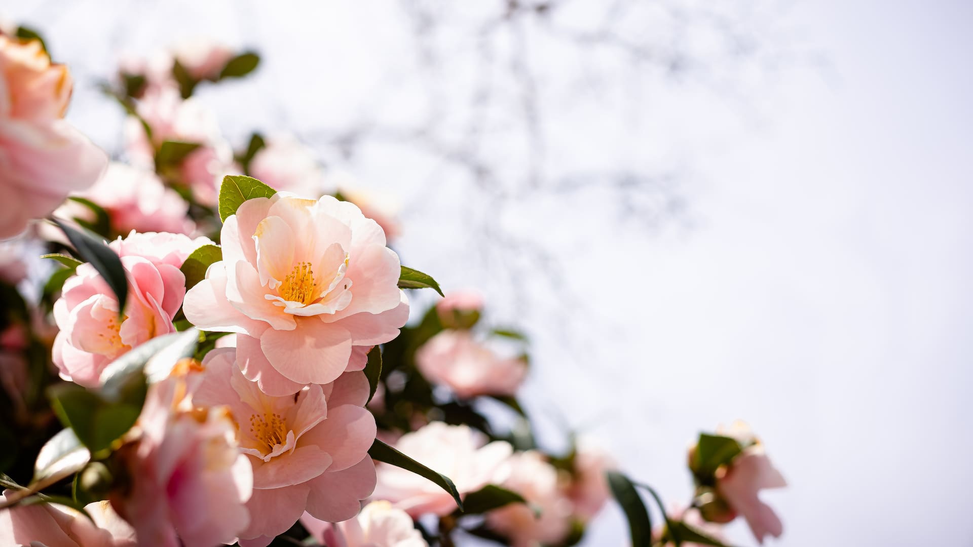 Ubicadas cerca de accesos o ventanas, las flores de invierno aportan la dosis de color y perfume que el jardín necesita