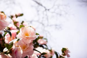 Ubicadas cerca de accesos o ventanas, las flores de invierno aportan la dosis de color y perfume que el jardín necesita