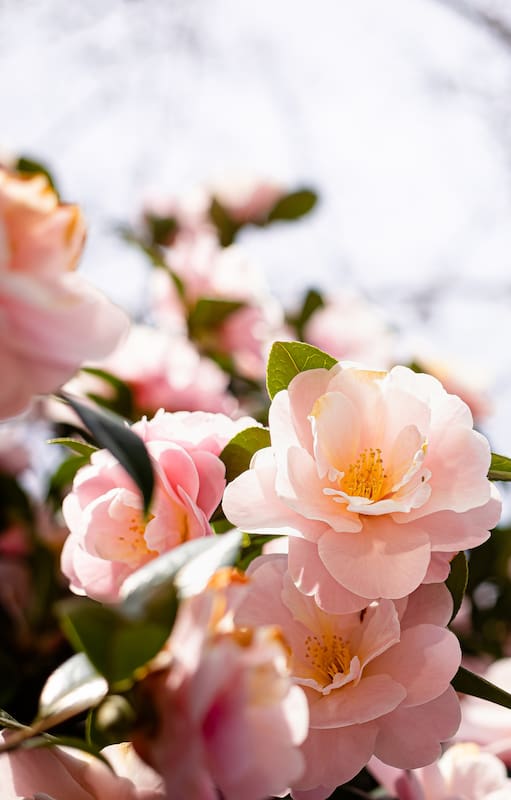 Ubicadas cerca de accesos o ventanas, las flores de invierno aportan la dosis de color y perfume que el jardín necesita