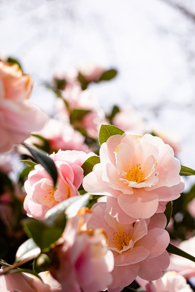 Ubicadas cerca de accesos o ventanas, las flores de invierno aportan la dosis de color y perfume que el jardín necesita
